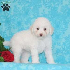 Princess, Maltipoo Puppy